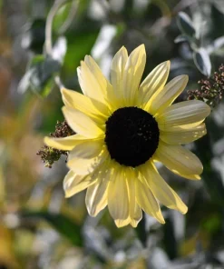 50 Vanilla Ice Sunflower Seeds - Two Tone Light Yellow Helianthus Annuus - Image 6