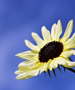 50 Vanilla Ice Sunflower Seeds - Two Tone Light Yellow Helianthus Annuus - Image 7