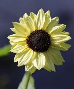 50 Vanilla Ice Sunflower Seeds - Two Tone Light Yellow Helianthus Annuus - Image 8