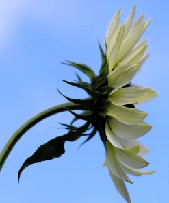 50 Vanilla Ice Sunflower Seeds - Two Tone Light Yellow Helianthus Annuus - Image 9