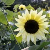 50 Vanilla Ice Sunflower Seeds - Two Tone Light Yellow Helianthus Annuus - Image 1
