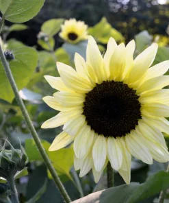 50 Vanilla Ice Sunflower Seeds - Two Tone Light Yellow Helianthus Annuus - Image 1