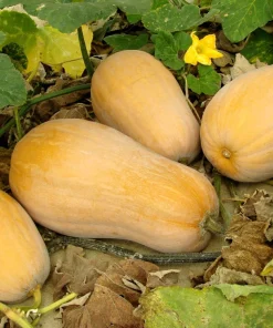 50 Waltham Butternut Squash Seeds - Winter Cucurbita Moschata Vegetable - Image 2
