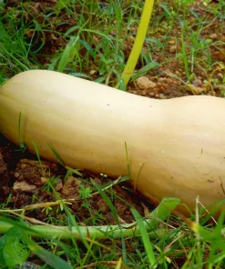 50 Waltham Butternut Squash Seeds - Winter Cucurbita Moschata Vegetable - Image 3