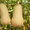 50 Waltham Butternut Squash Seeds - Winter Cucurbita Moschata Vegetable - Image 1