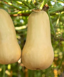 50 Waltham Butternut Squash Seeds - Winter Cucurbita Moschata Vegetable - Image 1