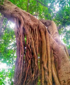 50 Weeping Fig Seeds - Ficus Benjamina Houseplant Seeds - Indoor Plant - Image 11