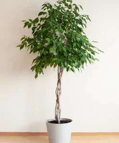 50 Weeping Fig Seeds - Ficus Benjamina Houseplant Seeds - Indoor Plant - Image 2