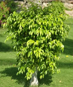 50 Weeping Fig Seeds - Ficus Benjamina Houseplant Seeds - Indoor Plant - Image 3