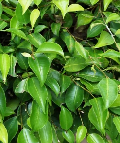 50 Weeping Fig Seeds - Ficus Benjamina Houseplant Seeds - Indoor Plant - Image 4