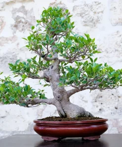 50 Weeping Fig Seeds - Ficus Benjamina Houseplant Seeds - Indoor Plant - Image 5