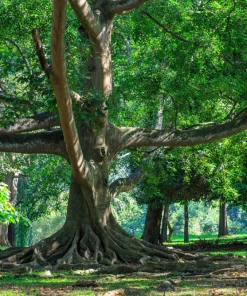 50 Weeping Fig Seeds - Ficus Benjamina Houseplant Seeds - Indoor Plant - Image 6