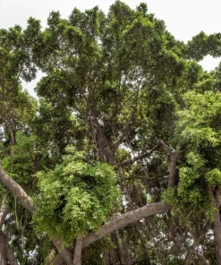 50 Weeping Fig Seeds - Ficus Benjamina Houseplant Seeds - Indoor Plant - Image 7