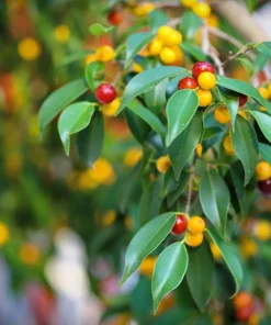 50 Weeping Fig Seeds - Ficus Benjamina Houseplant Seeds - Indoor Plant - Image 9