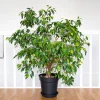 50 Weeping Fig Seeds - Ficus Benjamina Houseplant Seeds - Indoor Plant - Image 1