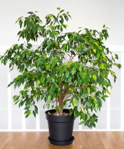 50 Weeping Fig Seeds - Ficus Benjamina Houseplant Seeds - Indoor Plant - Image 1