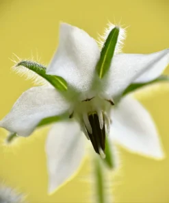 50 White Borage Seeds - Borago Officinalis Bianca Herb Flower Seeds - Image 10