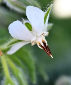 50 White Borage Seeds - Borago Officinalis Bianca Herb Flower Seeds - Image 2