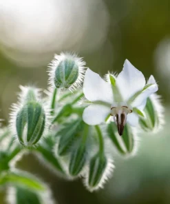 50 White Borage Seeds - Borago Officinalis Bianca Herb Flower Seeds - Image 3