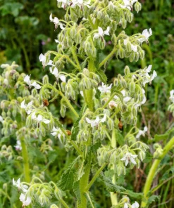50 White Borage Seeds - Borago Officinalis Bianca Herb Flower Seeds - Image 4