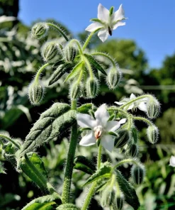 50 White Borage Seeds - Borago Officinalis Bianca Herb Flower Seeds - Image 5