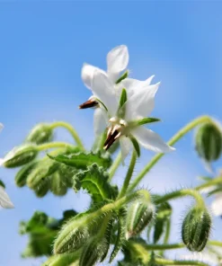 50 White Borage Seeds - Borago Officinalis Bianca Herb Flower Seeds - Image 6