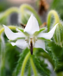 50 White Borage Seeds - Borago Officinalis Bianca Herb Flower Seeds - Image 7