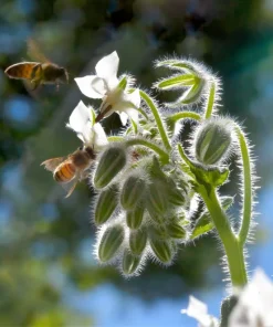 50 White Borage Seeds - Borago Officinalis Bianca Herb Flower Seeds - Image 8
