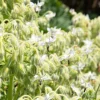 50 White Borage Seeds - Borago Officinalis Bianca Herb Flower Seeds - Image 1
