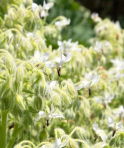 50 White Borage Seeds - Borago Officinalis Bianca Herb Flower Seeds - Image 1