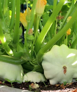 50 White Bush Scallop Squash Seeds - Patty Pan Summer Vegetable - Image 11