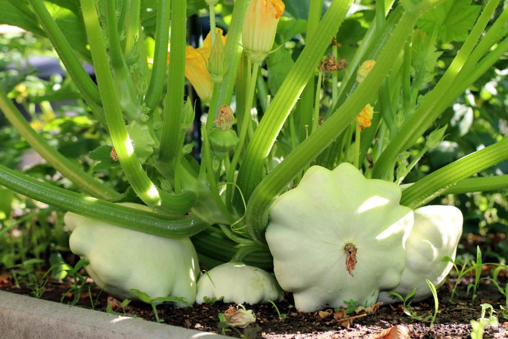 50 White Bush Scallop Squash Seeds - Patty Pan Summer Vegetable - Image 11