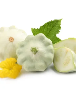 50 White Bush Scallop Squash Seeds - Patty Pan Summer Vegetable - Image 2