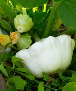 50 White Bush Scallop Squash Seeds - Patty Pan Summer Vegetable - Image 4