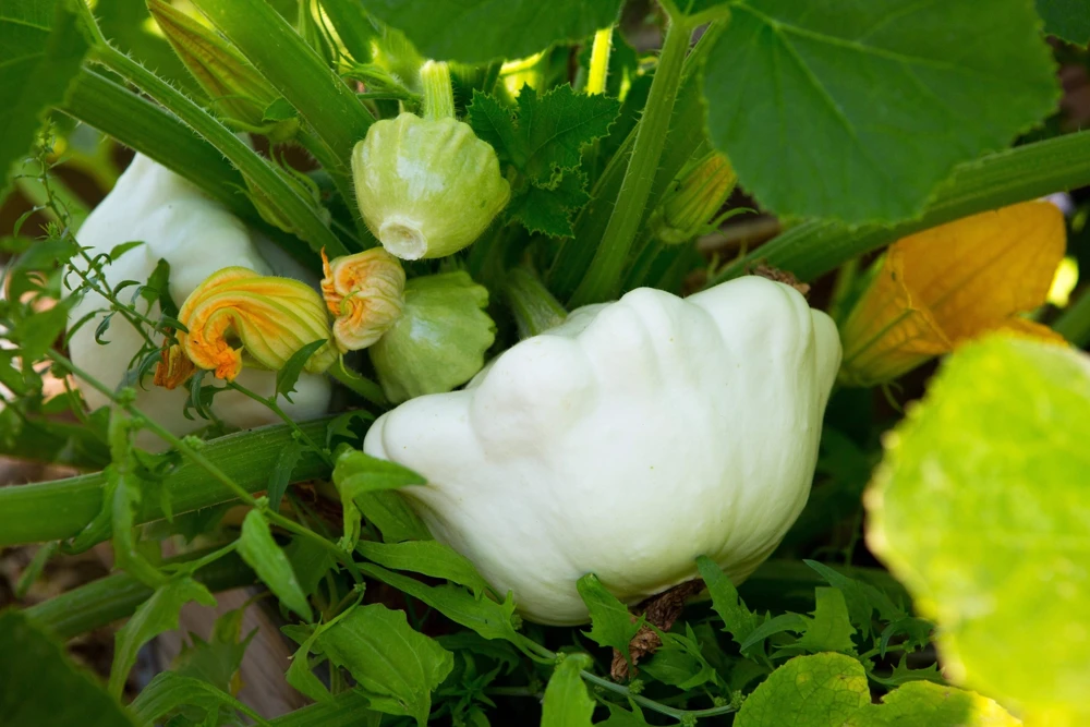 50 White Bush Scallop Squash Seeds - Patty Pan Summer Vegetable - Image 4