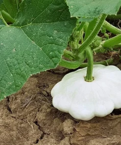 50 White Bush Scallop Squash Seeds - Patty Pan Summer Vegetable - Image 6