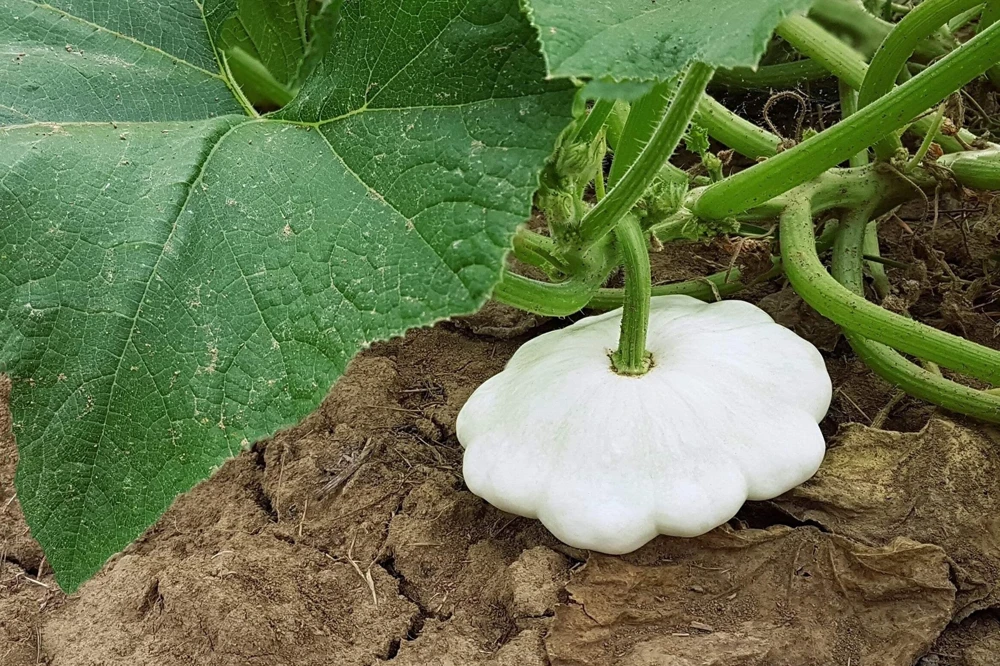 50 White Bush Scallop Squash Seeds - Patty Pan Summer Vegetable - Image 6
