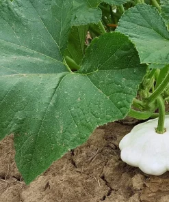 50 White Bush Scallop Squash Seeds - Patty Pan Summer Vegetable - Image 7