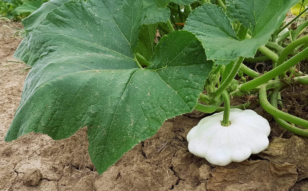 50 White Bush Scallop Squash Seeds - Patty Pan Summer Vegetable - Image 7