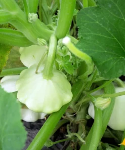 50 White Bush Scallop Squash Seeds - Patty Pan Summer Vegetable - Image 8