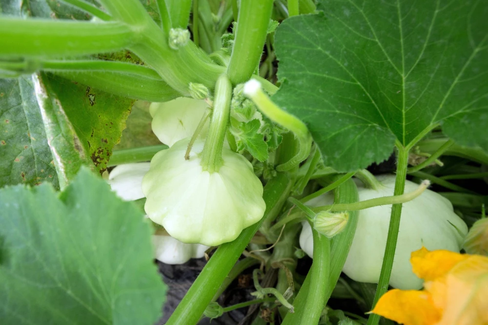 50 White Bush Scallop Squash Seeds - Patty Pan Summer Vegetable - Image 8
