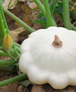 50 White Bush Scallop Squash Seeds - Patty Pan Summer Vegetable - Image 9