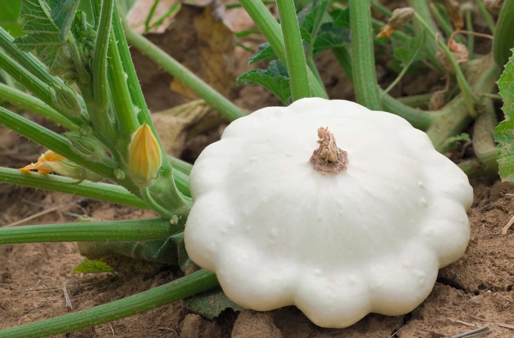 50 White Bush Scallop Squash Seeds - Patty Pan Summer Vegetable - Image 9