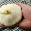 50 White Bush Scallop Squash Seeds - Patty Pan Summer Vegetable - Image 1