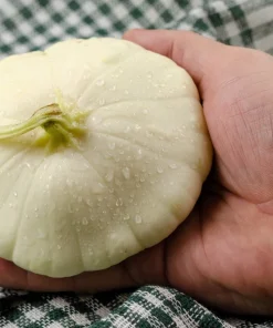 50 White Bush Scallop Squash Seeds - Patty Pan Summer Vegetable - Image 1