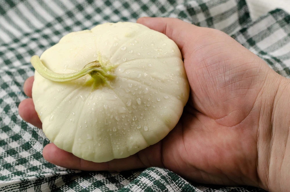 50 White Bush Scallop Squash Seeds - Patty Pan Summer Vegetable - Image 1