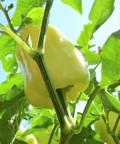 50 White Cloud Bell Pepper Seeds - Sweet Mild Capsicum Annuum - Image 2