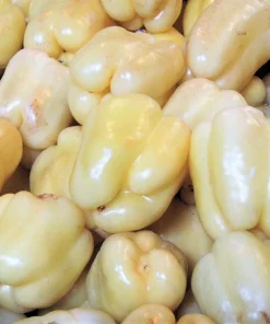 50 White Cloud Bell Pepper Seeds - Sweet Mild Capsicum Annuum - Image 1