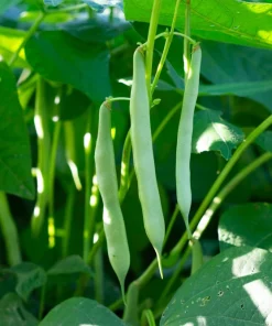 50 White Great Northern Bean Bush Vegetable Seeds - Phaseolus Vulgaris - Image 2
