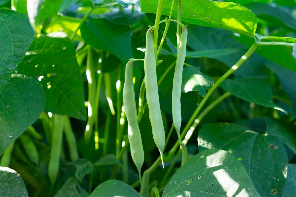 50 White Great Northern Bean Bush Vegetable Seeds - Phaseolus Vulgaris - Image 2